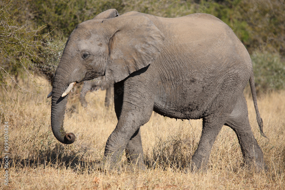 Afrikanischer Elefant / African elephant / Loxodonta africana Afrikanischer Elefant / African elephant / Loxodonta africana