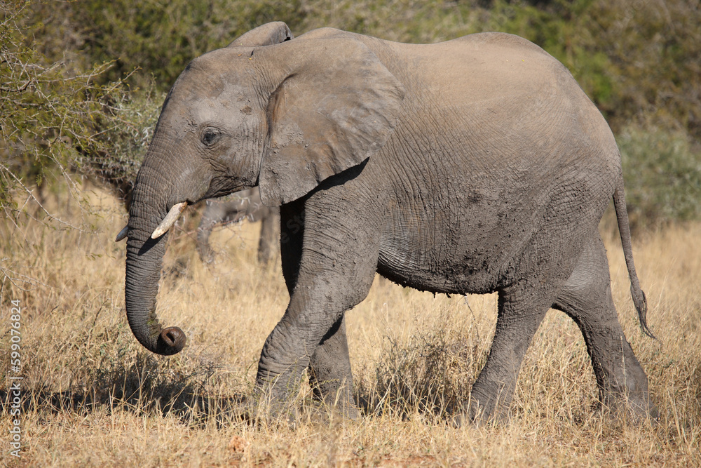 Afrikanischer Elefant / African elephant / Loxodonta africana