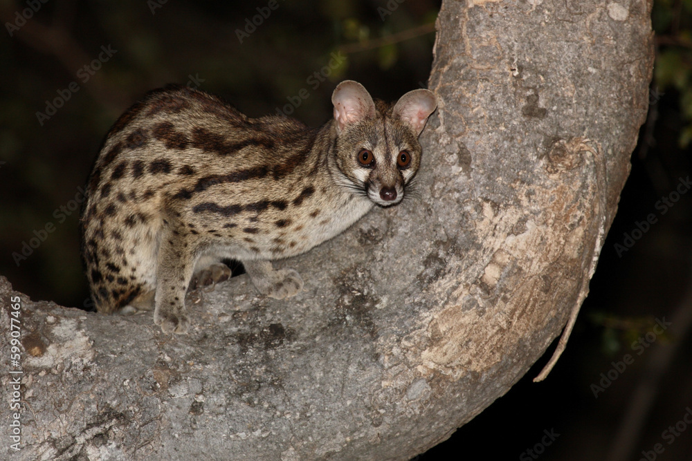 Südliche Großfleck-Ginsterkatze / South African large-spotted genet / Genetta tigrina.