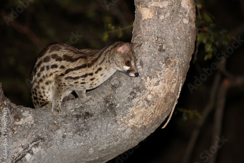 S  dliche Gro  fleck-Ginsterkatze   South African large-spotted genet   Genetta tigrina.