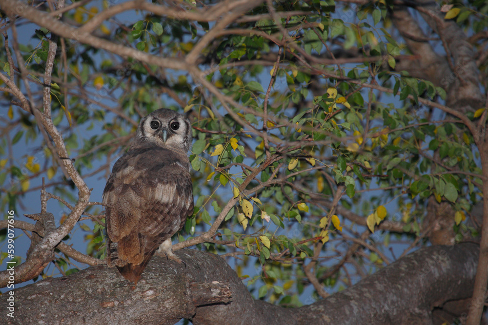 Milchuhu / Verreaux's eagle-owl / Bubo lacteus. Milchuhu / Verreaux's eagle-owl / Bubo lacteus.