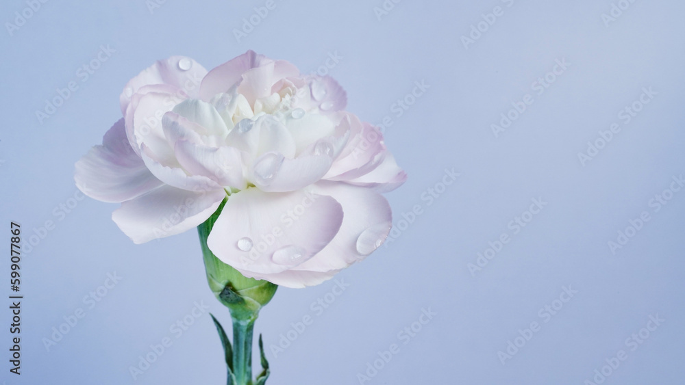 Macro photo of white-pink carnation flower bud close-up on blue background.Texture soft petals of carnation.Beautiful banner of flowers.Scientific name is Dianthus.Wedding postcard.Mothers day flower Macro photo of white-pink carnation flower bud close-up on blue background.Texture soft petals of carnation.Beautiful banner of flowers.Scientific name is Dianthus.Wedding postcard.Mothers day flower