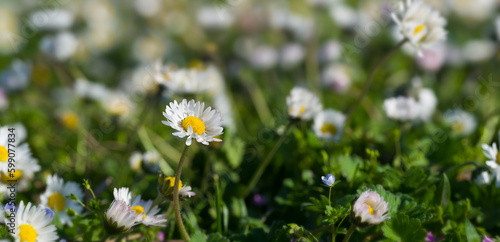 Image of beautiful daisies in the meadow. Close-up shot. spring background © daphnusia