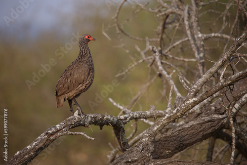 Swainsonfrankolin   Swainson s francolin or Swainson s spurfowl   Francolinus swainsonii.