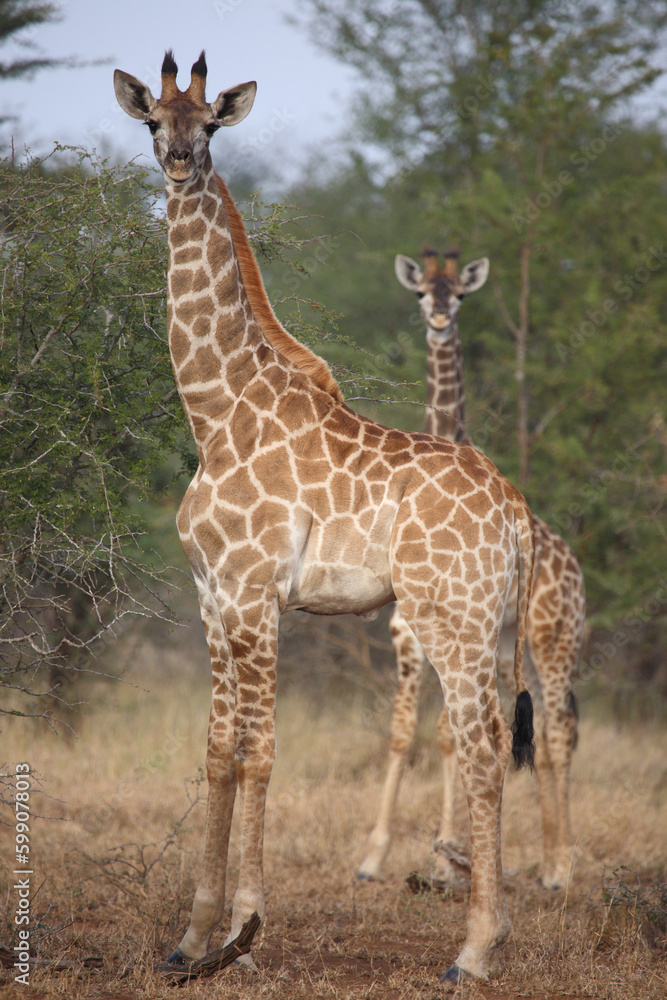 Giraffe / Giraffe / Giraffa camelopardalis