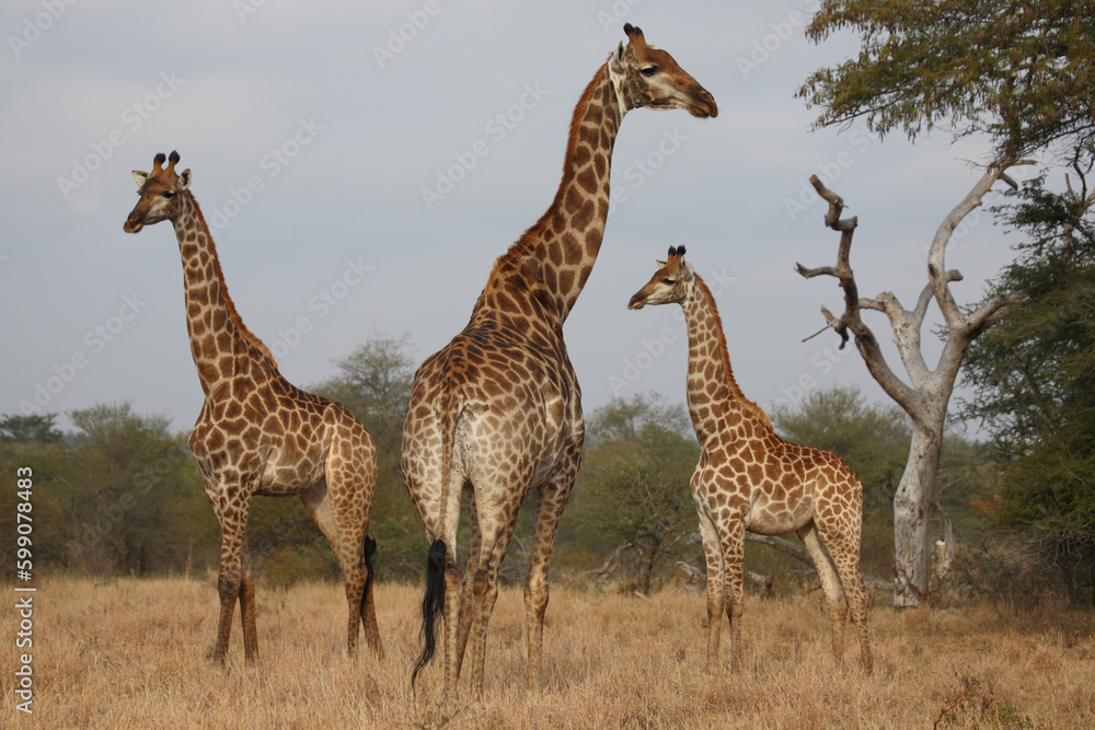 Obraz premium Giraffe / Giraffe / Giraffa camelopardalis