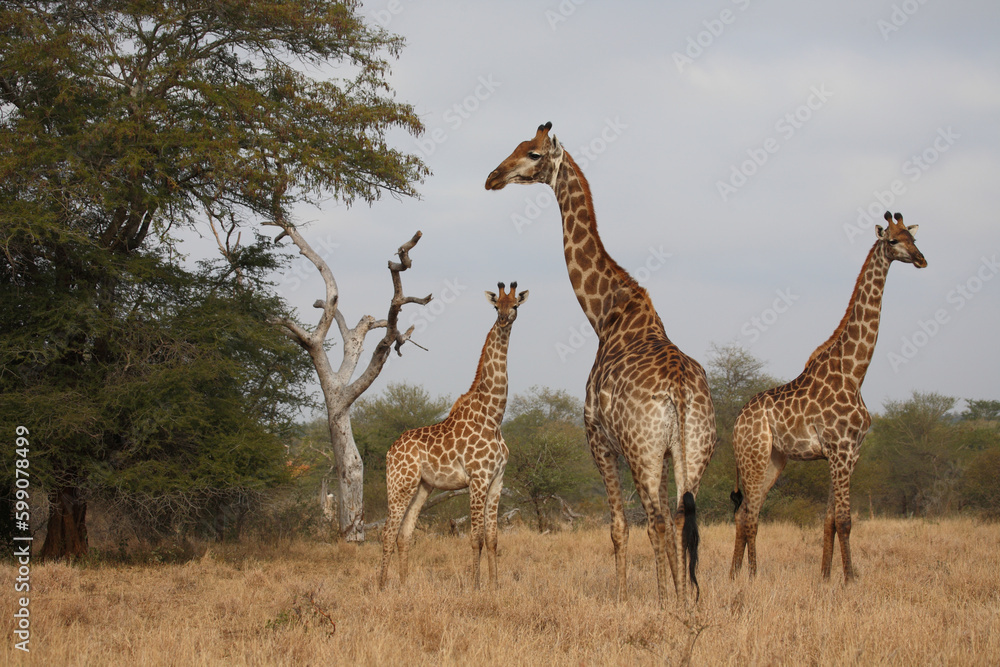 Giraffe / Giraffe / Giraffa camelopardalis Giraffe / Giraffe / Giraffa camelopardalis