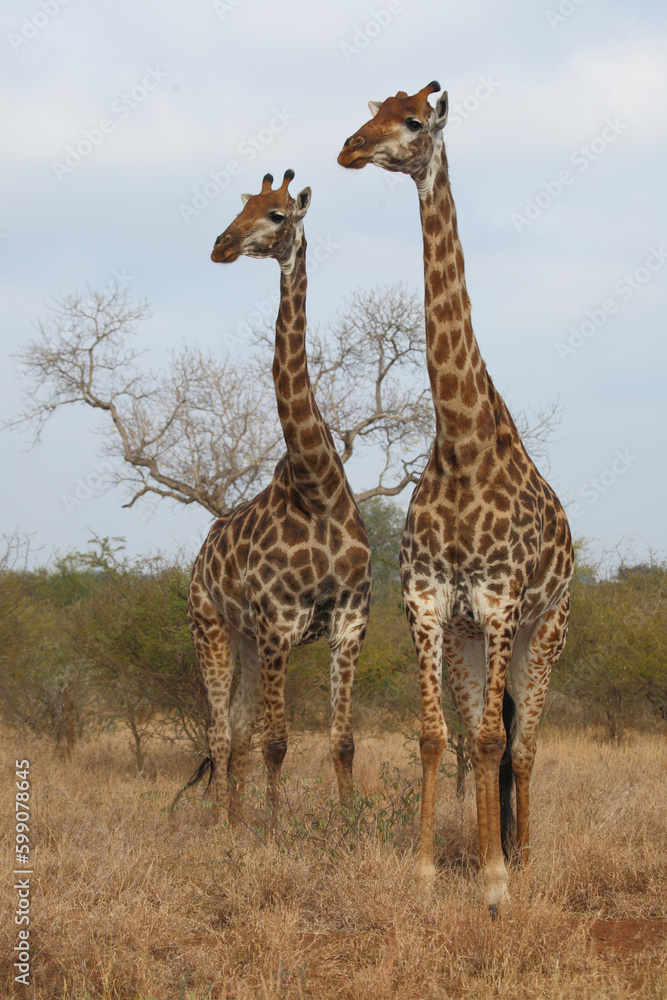 Naklejka premium Giraffe / Giraffe / Giraffa camelopardalis