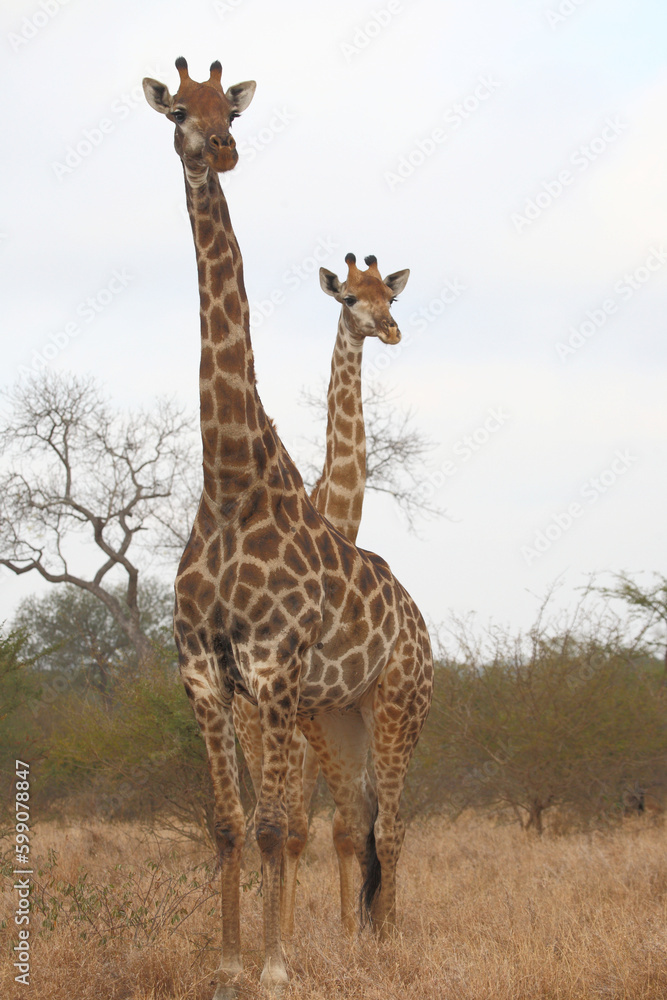 Obraz premium Giraffe / Giraffe / Giraffa camelopardalis