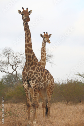 Giraffe / Giraffe / Giraffa camelopardalis