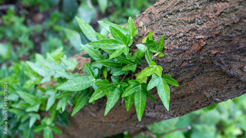 Tableau sur toile Green shoots growing on a tree bark