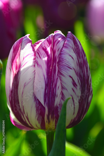 Lila Weiße Tulpe