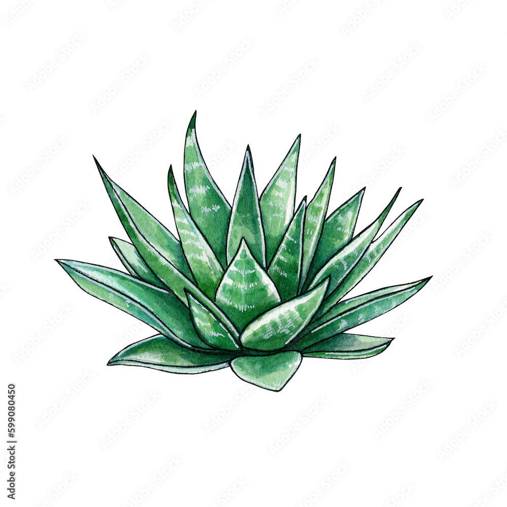 Succulents isolated on white background. Watercolor hand drawn illustration of green cacti. For cards and invitations in eco style. Succulents isolated on white background. Watercolor hand drawn illustration of green cacti. For cards and invitations in eco style.