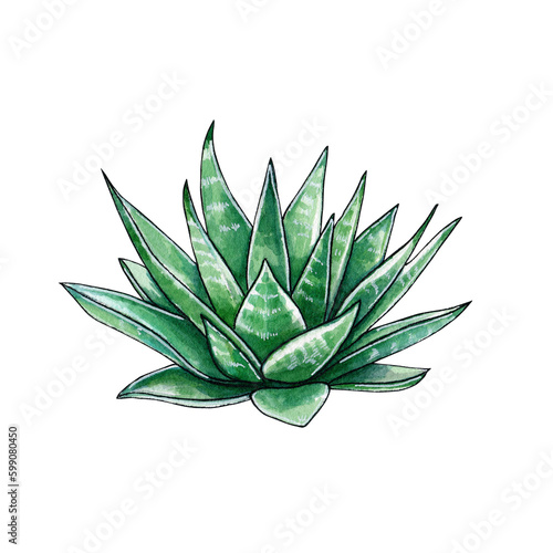 Succulents isolated on white background. Watercolor hand drawn illustration of green cacti. For cards and invitations in eco style.
