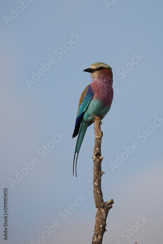 Gabelracke / Lilac-breasted roller / Coracias caudata