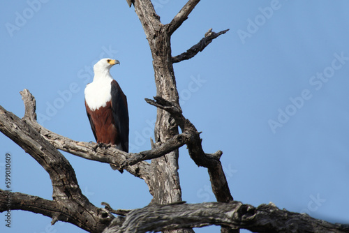 Afrikanischer Schreiseeadler / African fish-eagle / Haliaeetus vocifer.