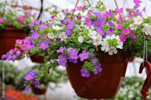 Bakopa, Sutera diffusus, Bacopa diffusus blooms with small multicolored flowers. photo