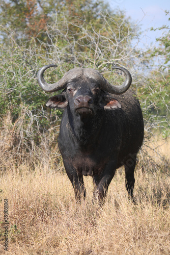 Kaffernbüffel / African buffalo / Syncerus caffer