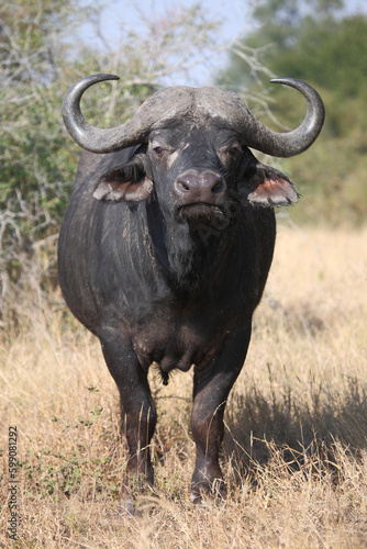 Kaffernb  ffel   African buffalo   Syncerus caffer