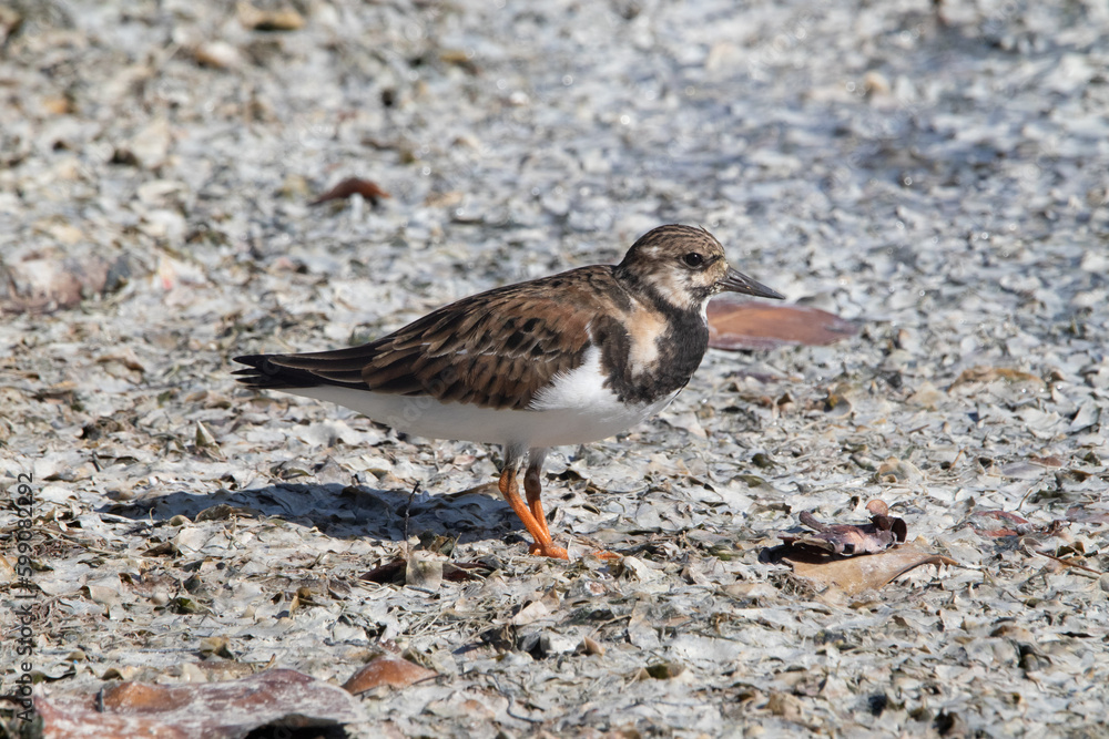 A ruddy turnstone standing on the shoreline A ruddy turnstone standing on the shoreline