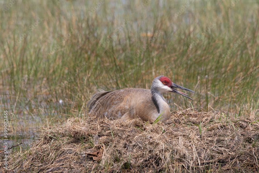 A sandhill crane sitting on its nest with its beak open