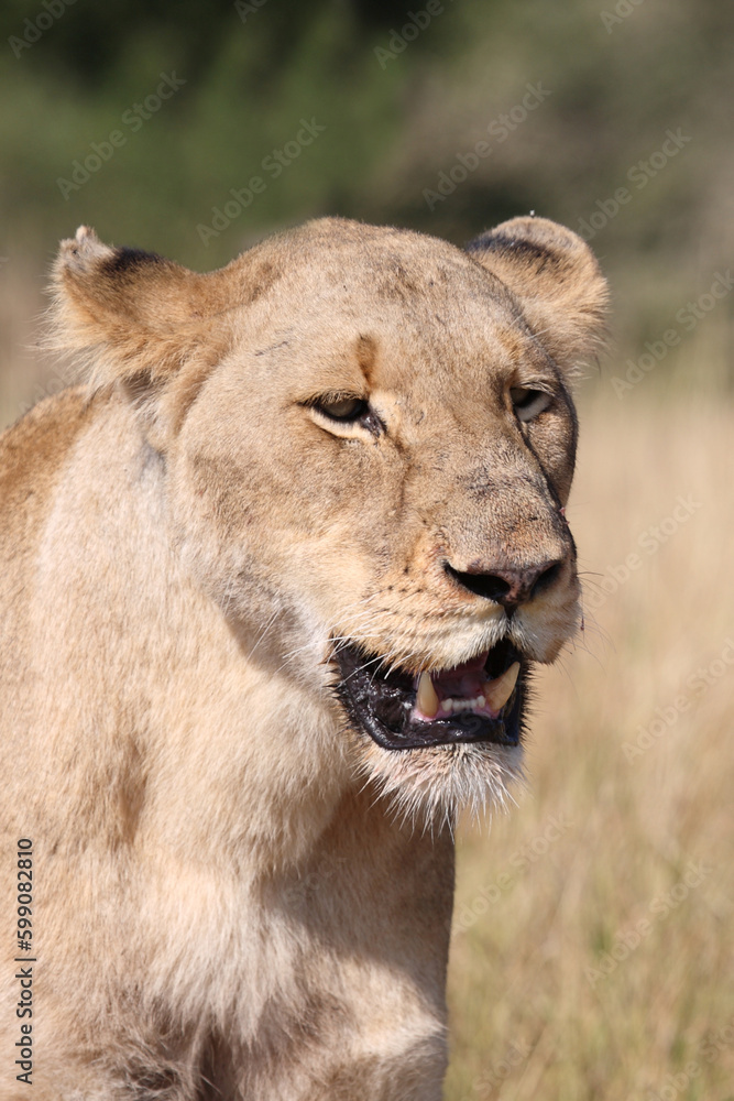 Afrikanischer Löwe / African lion / Panthera leo. Afrikanischer Löwe / African lion / Panthera leo.