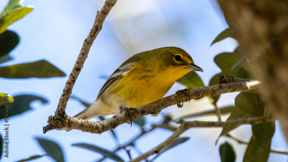 A Pine warbler perched on a branch A Pine warbler perched on a branch
