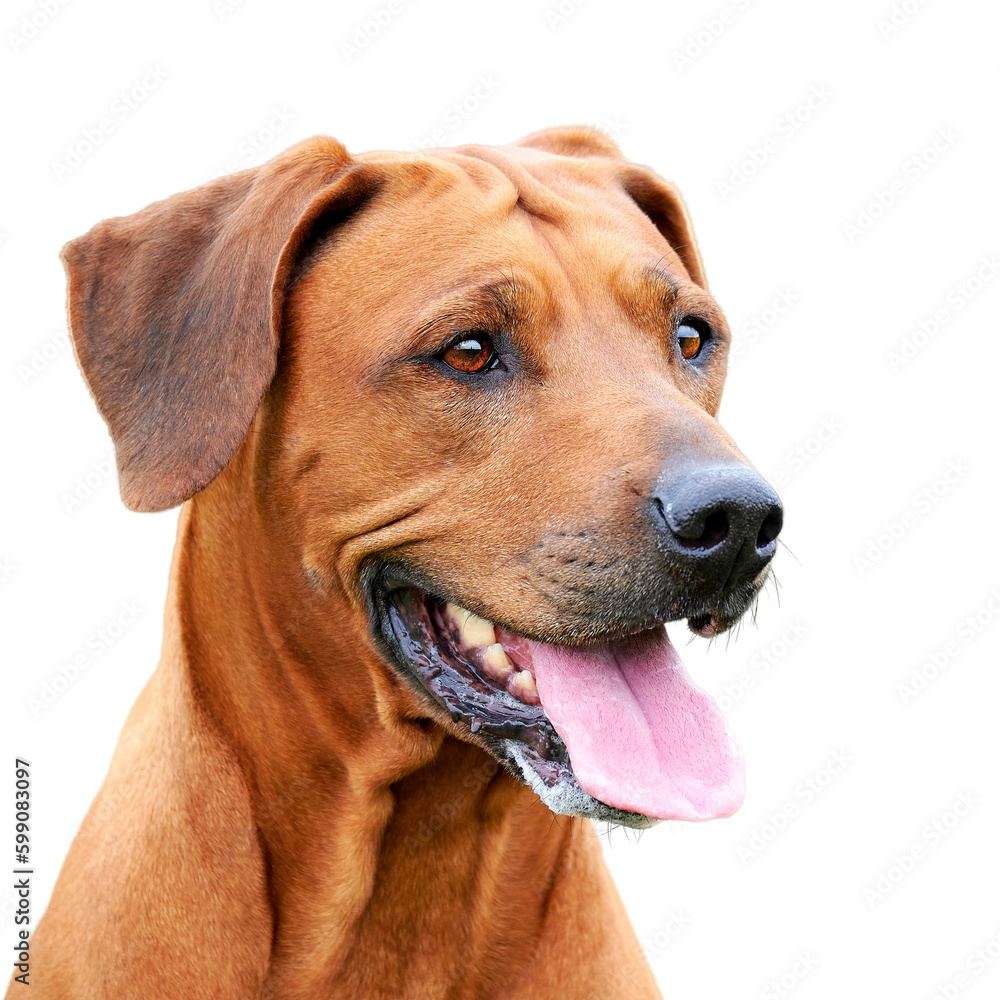 Portrait of happy brown dog with sticking out tongue isolated on white background Rhodesian ridgeback dog