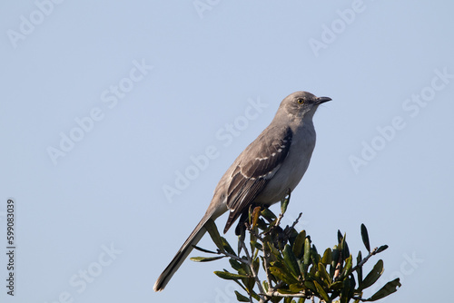 A Northern Mockingbird on top of a Tree