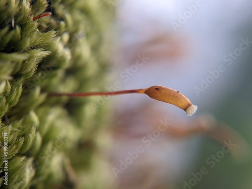 Extreme close up of moss sporophyte, most likely Coiled-leaf Claw-Moss (Hypnum circinale) growing on a tree branch.  photo