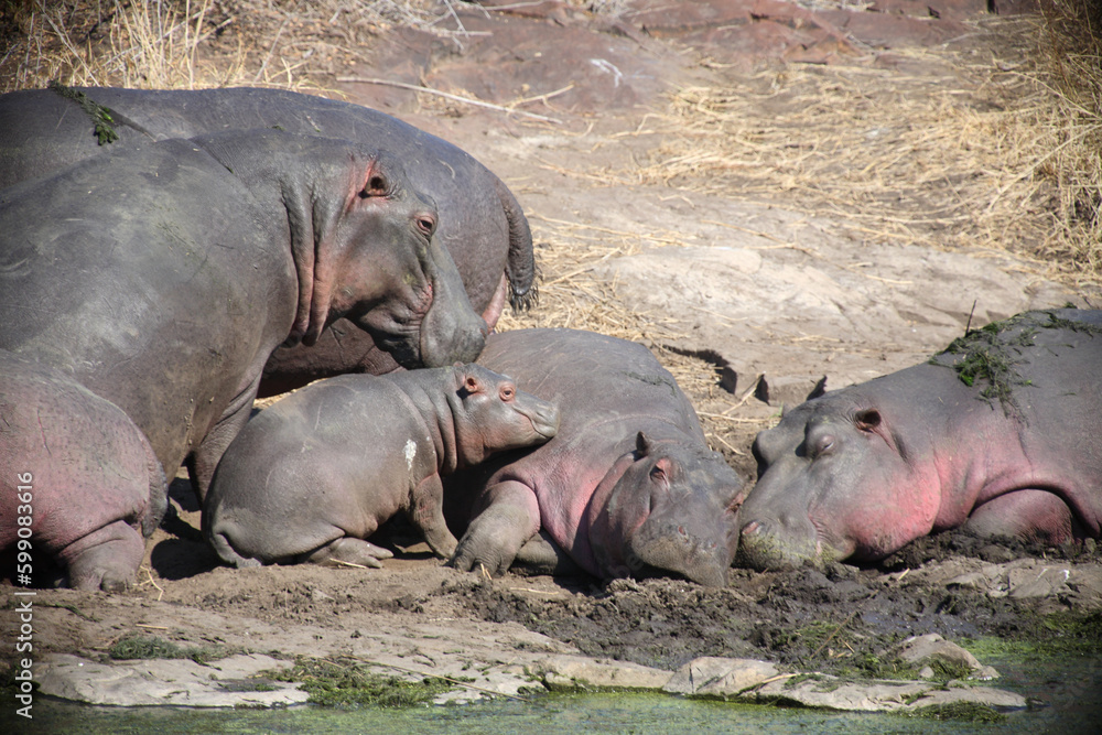 Flußpferd / Hippopotamus / Hippopotamus amphibius. Flußpferd / Hippopotamus / Hippopotamus amphibius.