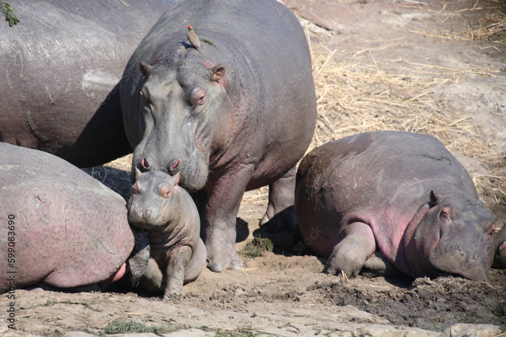 Flußpferd und Rotschnabel-Madenhacker / Hippopotamus and Red-billed oxpecker / Hippopotamus amphibius et Buphagus erythrorhynchus. Flußpferd und Rotschnabel-Madenhacker / Hippopotamus and Red-billed oxpecker / Hippopotamus amphibius et Buphagus erythrorhynchus.