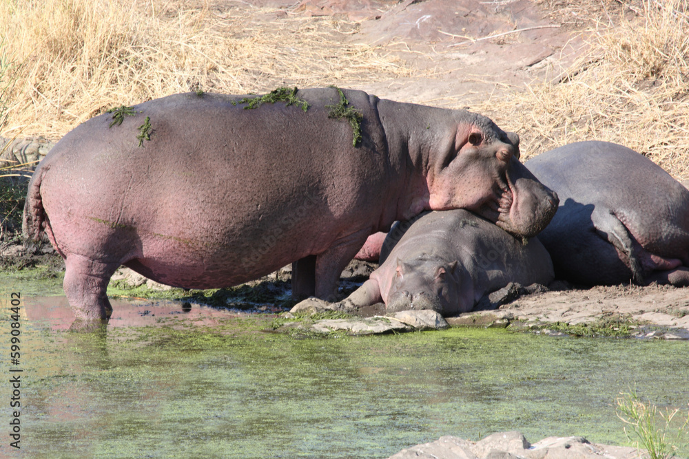 Flußpferd / Hippopotamus / Hippopotamus amphibius Flußpferd / Hippopotamus / Hippopotamus amphibius