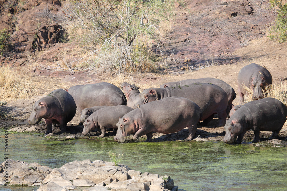 Flußpferd am Sweni River / Hippopotamus at Sweni River / Hippopotamus amphibius. Flußpferd am Sweni River / Hippopotamus at Sweni River / Hippopotamus amphibius.