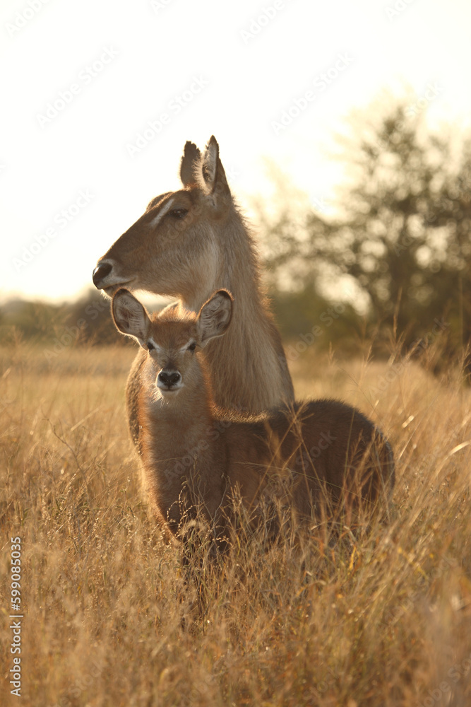 Wasserbock / Waterbuck / Kobus ellipsiprymnus.. Wasserbock / Waterbuck / Kobus ellipsiprymnus..