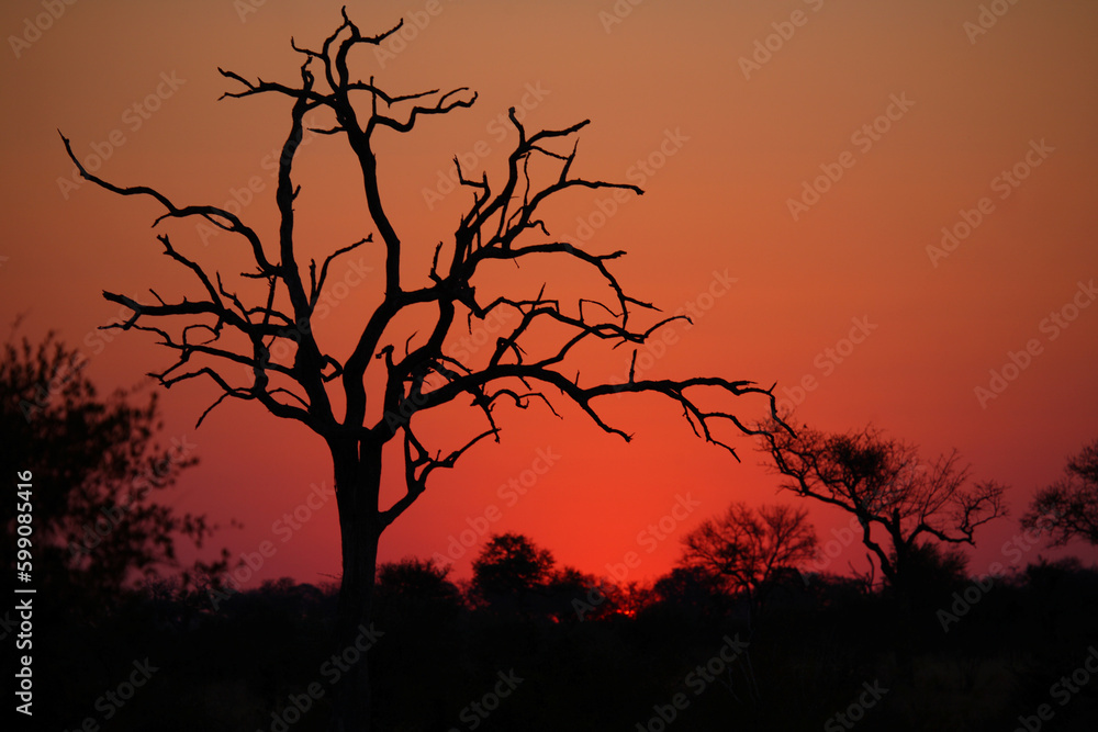 Sonnenuntergang - Krüger Park - Südafrika / Sundown - Kruger Park - South Africa / Sonnenuntergang - Krüger Park - Südafrika / Sundown - Kruger Park - South Africa /