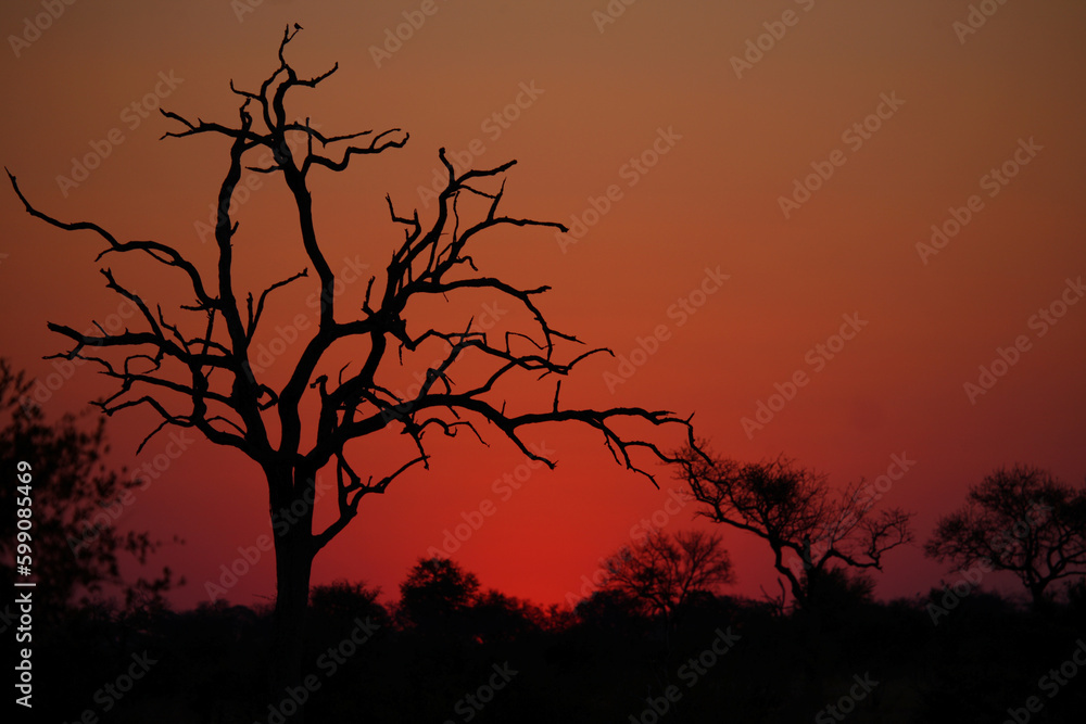 Sonnenuntergang - Krüger Park - Südafrika / Sundown - Kruger Park - South Africa / Sonnenuntergang - Krüger Park - Südafrika / Sundown - Kruger Park - South Africa /