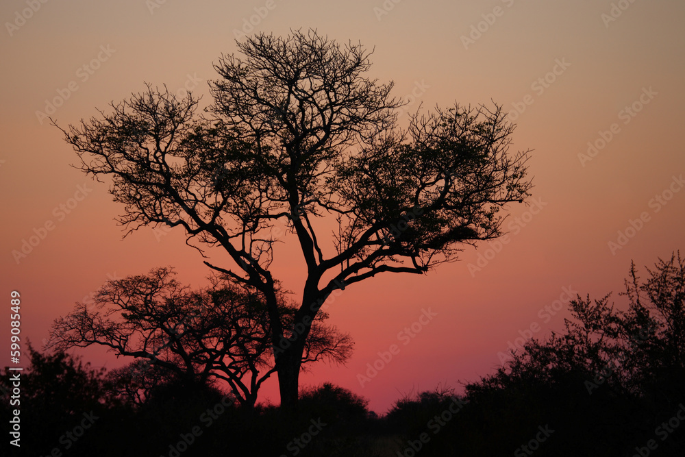 Sonnenuntergang - Krüger Park - Südafrika / Sundown - Kruger Park - South Africa /