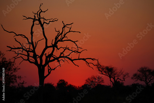 Sonnenuntergang - Kr  ger Park - S  dafrika   Sundown - Kruger Park - South Africa  