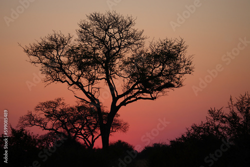 Sonnenuntergang - Krüger Park - Südafrika / Sundown - Kruger Park - South Africa / © Ludwig
