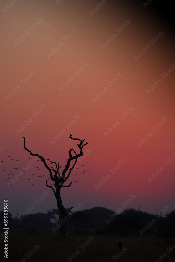 Sonnenaufgang - Krüger Park - Südafrika / Sunrise - Kruger Park - South Africa / Sonnenaufgang - Krüger Park - Südafrika / Sunrise - Kruger Park - South Africa /