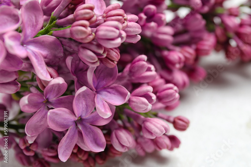 Blooming lilac flowers on white background