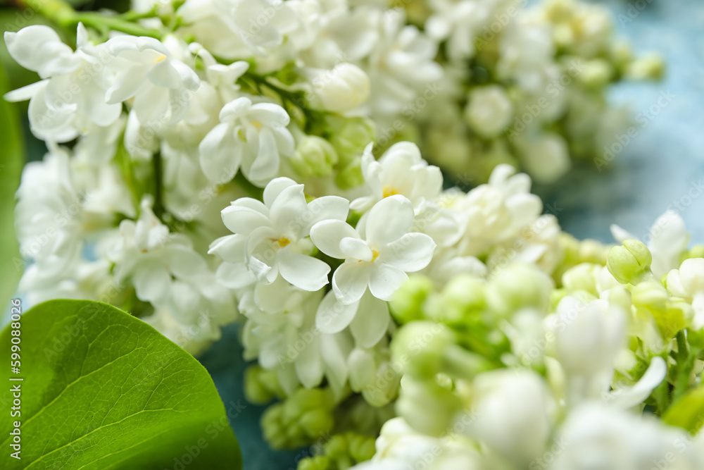 Blooming lilac flowers as background, closeup