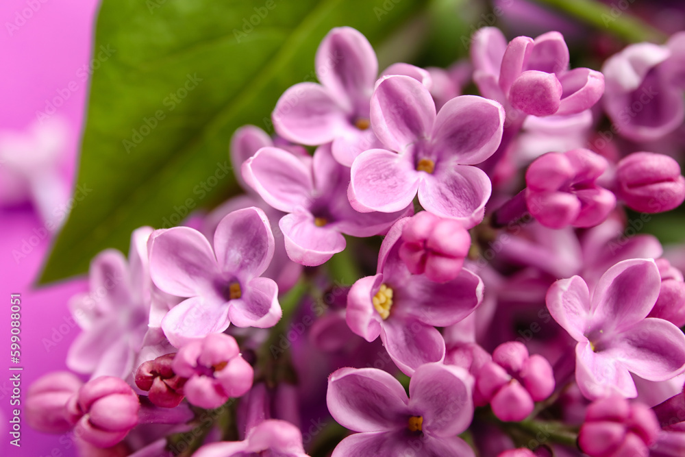 Blooming lilac flowers as background, closeup Blooming lilac flowers as background, closeup