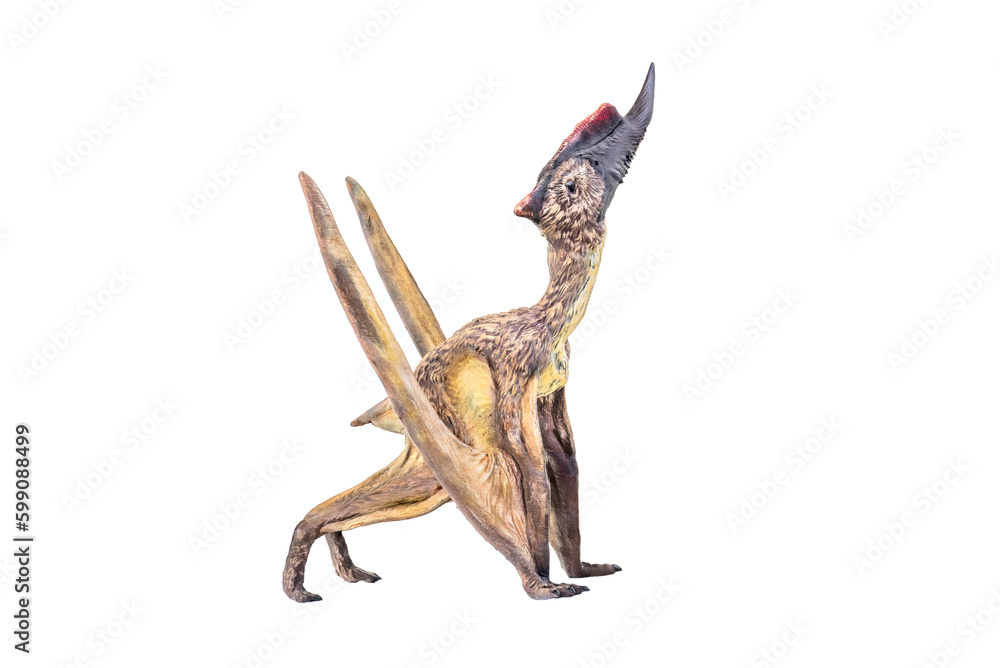 dinosaur , Dsungaripterus isolated background dinosaur , Dsungaripterus isolated background