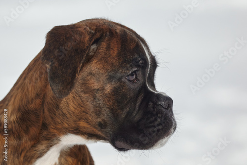 portrait of a young boxer puppy of tiger color. photo in winter on a snowy background