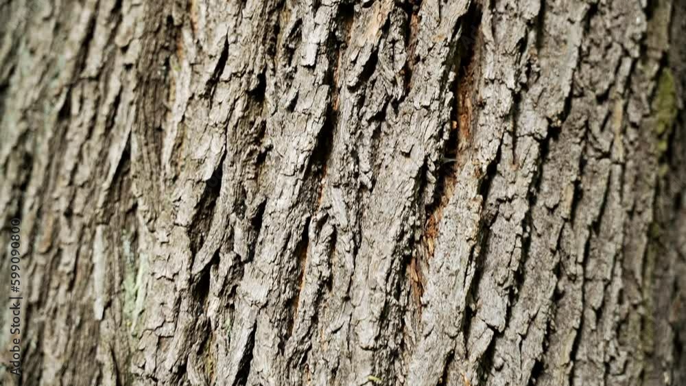 Texture of tree trunk in the park Close up of texture of an old oak tree bark. Tree bark background
Texture of tree trunk in the park Close up of texture of an old oak tree bark. Tree bark background