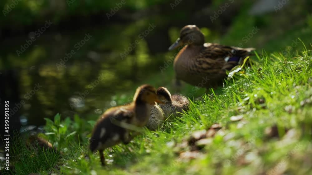 Mother duck and her ducklings in the park Mother duck and her ducklings in the park