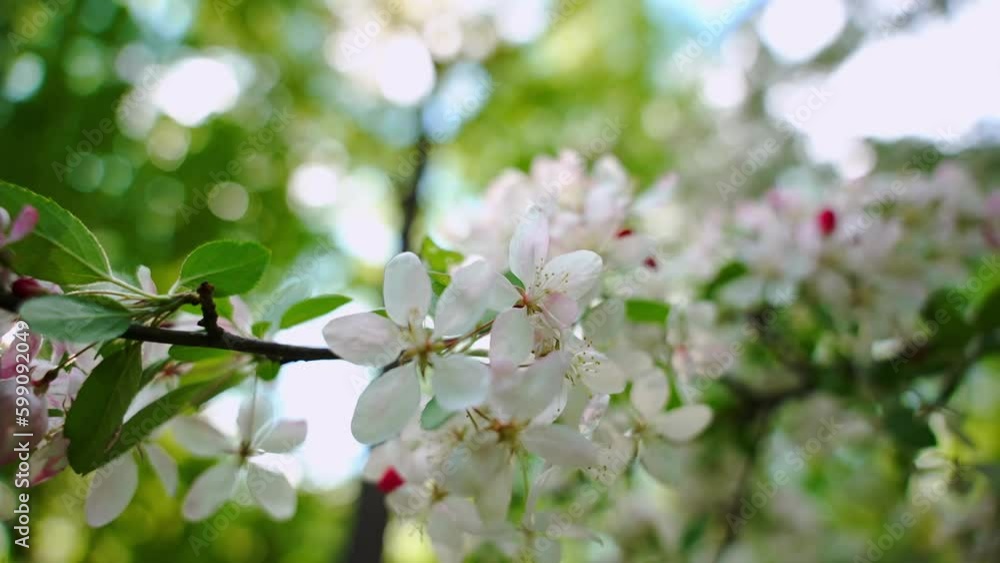 Close-up of white flowers blooming. Branch with white flowers spring garden. Close shot Close-up of white flowers blooming. Branch with white flowers spring garden. Close shot
