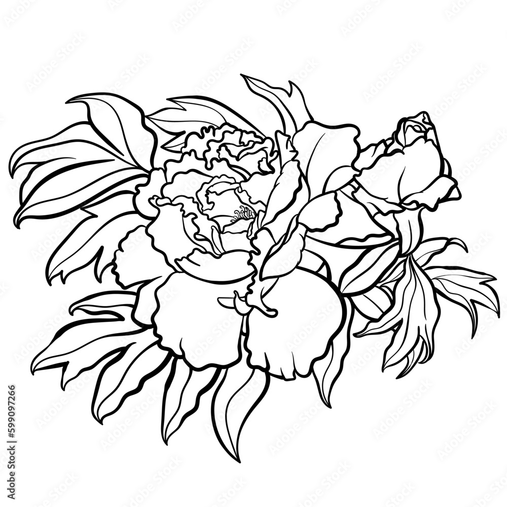 Vector illustration of black and white contour peony flower for coloring page Vector illustration of black and white contour peony flower for coloring page